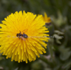 Taraxacum officinale Loewenzahn Dandelion 4.jpg