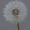 Taraxacum officinale Loewenzahn Dandelion 5.jpg