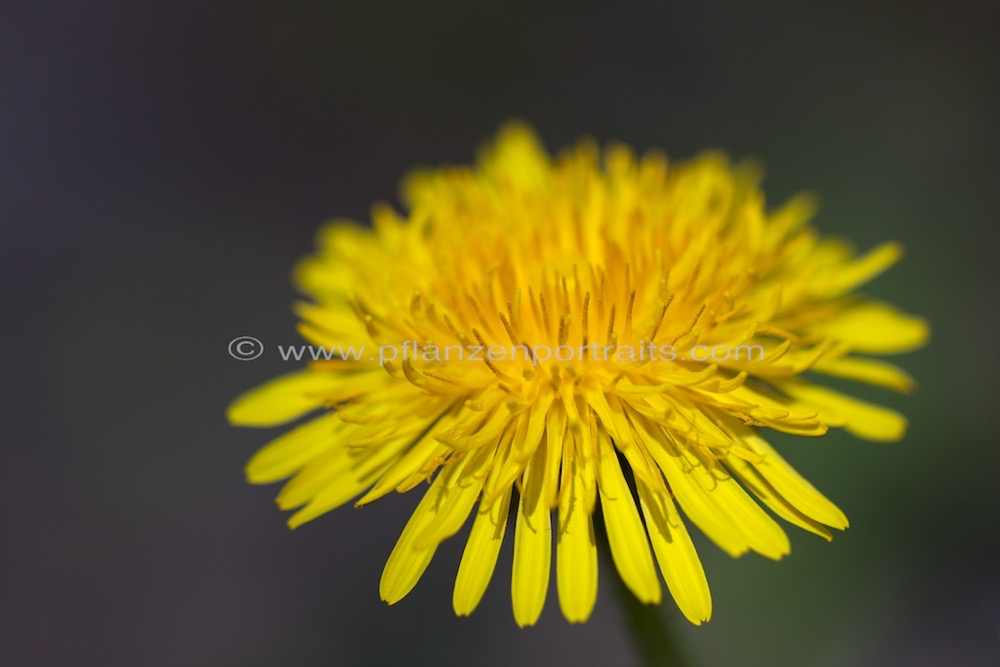 Taraxacum officinale Loewenzahn Dandelion 6.jpg