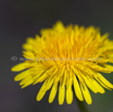 Taraxacum officinale Loewenzahn Dandelion 6.jpg