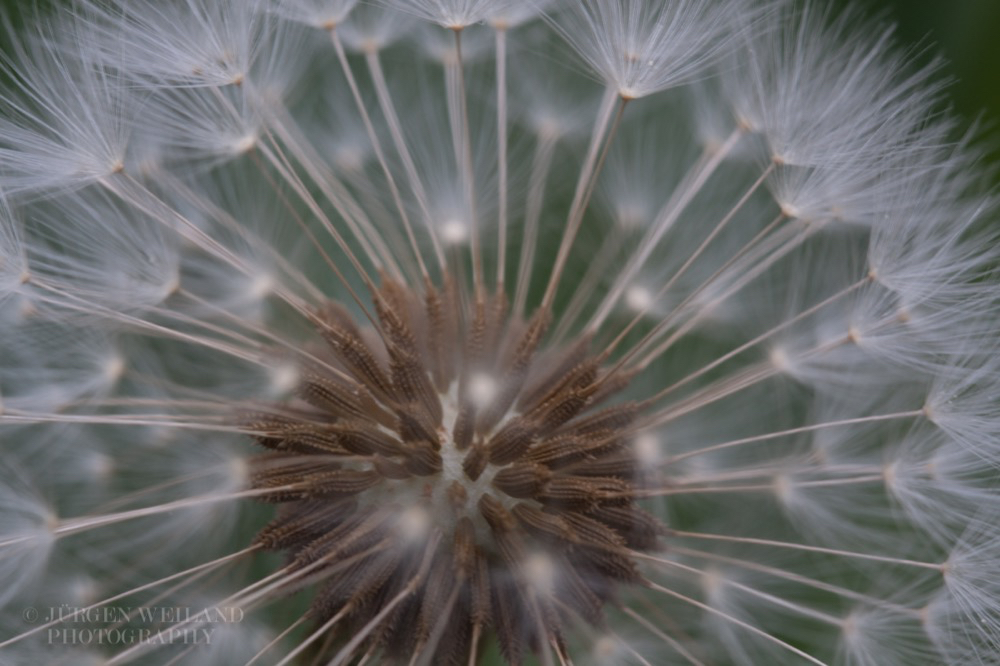 Taraxacum officinale Loewenzahn Dandelion.jpg