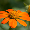 Tithonia rotundifolia Mexikanische Sonnenblume Mexican Sunflower 2.jpg