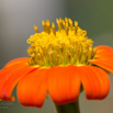 Tithonia rotundifolia Mexikanische Sonnenblume Mexican Sunflower.jpg