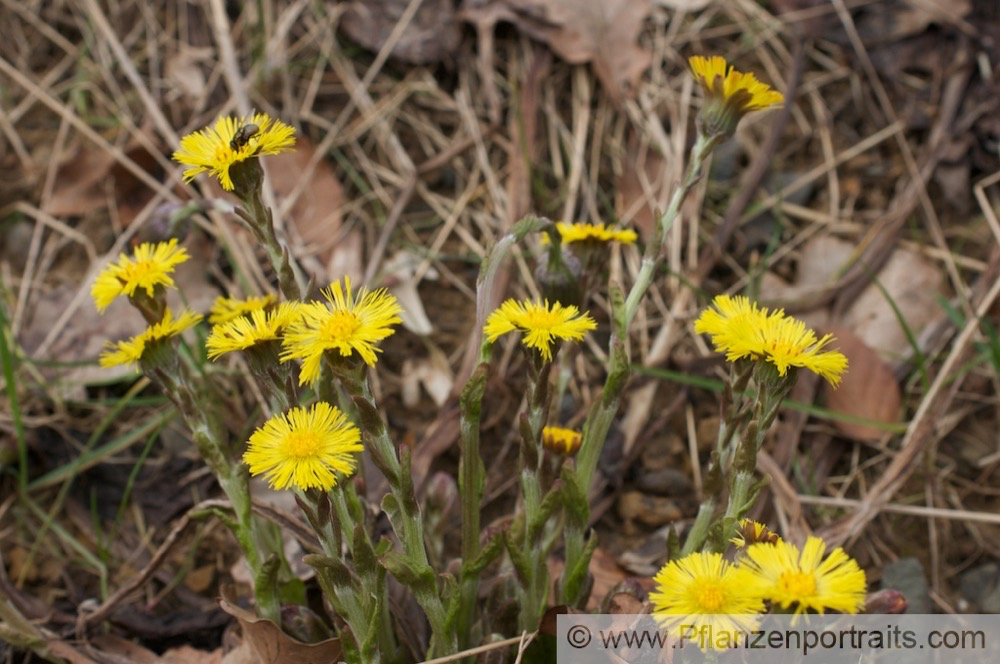 Tussilago farfara Huflattich Coltsfoot 2.jpg