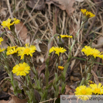 Tussilago farfara Huflattich Coltsfoot 2.jpg