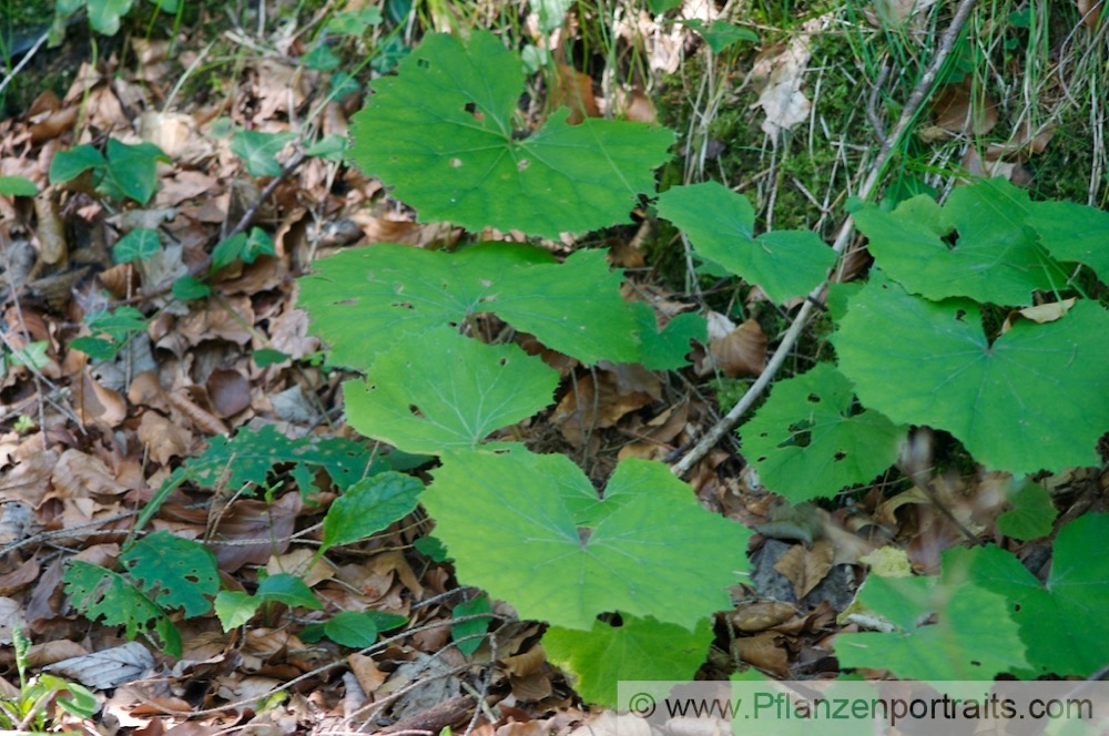 Tussilago farfara Huflattich Coltsfoot 4.jpg