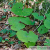 Tussilago farfara Huflattich Coltsfoot 4.jpg