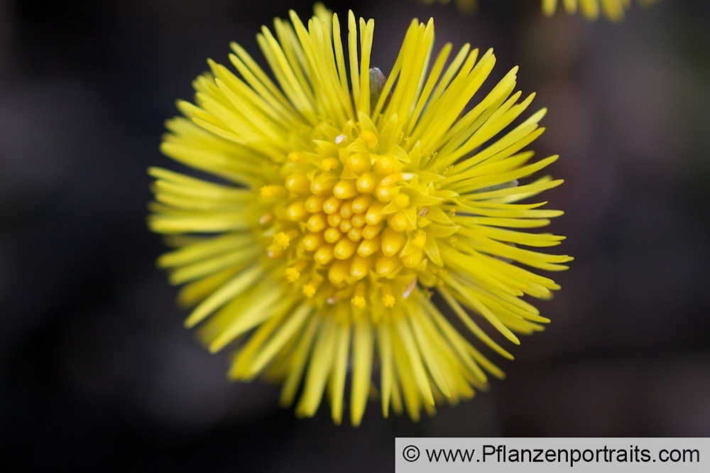 Tussilago farfara Huflattich Coltsfoot 5.jpg