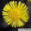 Tussilago farfara Huflattich Coltsfoot 5.jpg