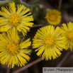 Tussilago farfara Huflattich Coltsfoot.jpg