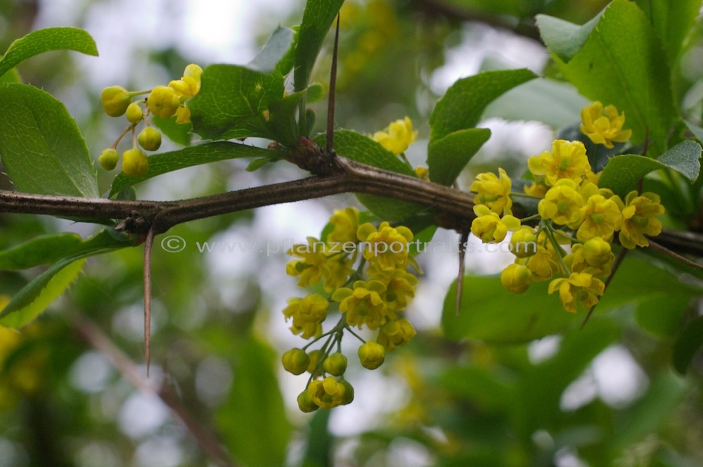 Berberis vulgaris Sauerdorn gewoehnliche Berberitze Common Barberry 2.jpg