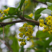 Berberis vulgaris Sauerdorn gewoehnliche Berberitze Common Barberry 2.jpg