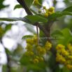 Berberis vulgaris Sauerdorn gewoehnliche Berberitze Common Barberry 3.jpg