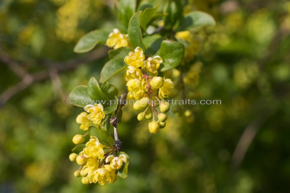 Berberis vulgaris Sauerdorn gewoehnliche Berberitze Common Barberry 4.jpg