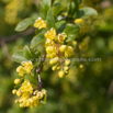 Berberis vulgaris Sauerdorn gewoehnliche Berberitze Common Barberry 4.jpg