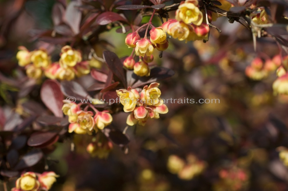 Berberis vulgaris Sauerdorn gewoehnliche Berberitze Common Barberry.jpg