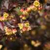 Berberis vulgaris Sauerdorn gewoehnliche Berberitze Common Barberry.jpg