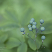 Caulophyllum thalictroides Indianerwiege Blue Cohosh.jpg