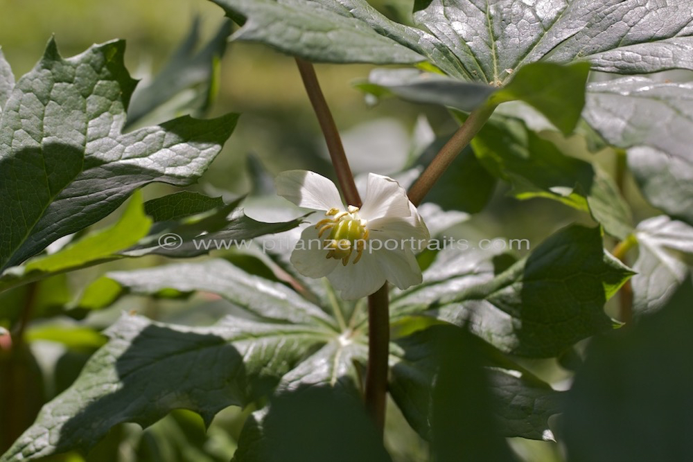 Podophyllum peltatum Amerikanischer Maiapfel Entenfuss Mayapple.jpg