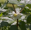 Podophyllum peltatum Amerikanischer Maiapfel Entenfuss Mayapple.jpg