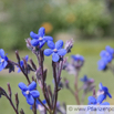 Anchusa azurea Italienische Ochsenzunge Large Blue Alkanet 2.jpg