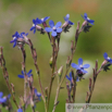 Anchusa azurea Italienische Ochsenzunge Large Blue Alkanet 3.jpg