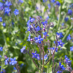 Anchusa azurea Italienische Ochsenzunge Large Blue Alkanet.jpg