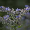 Borago officinalis Boretsch Borage 2.jpg