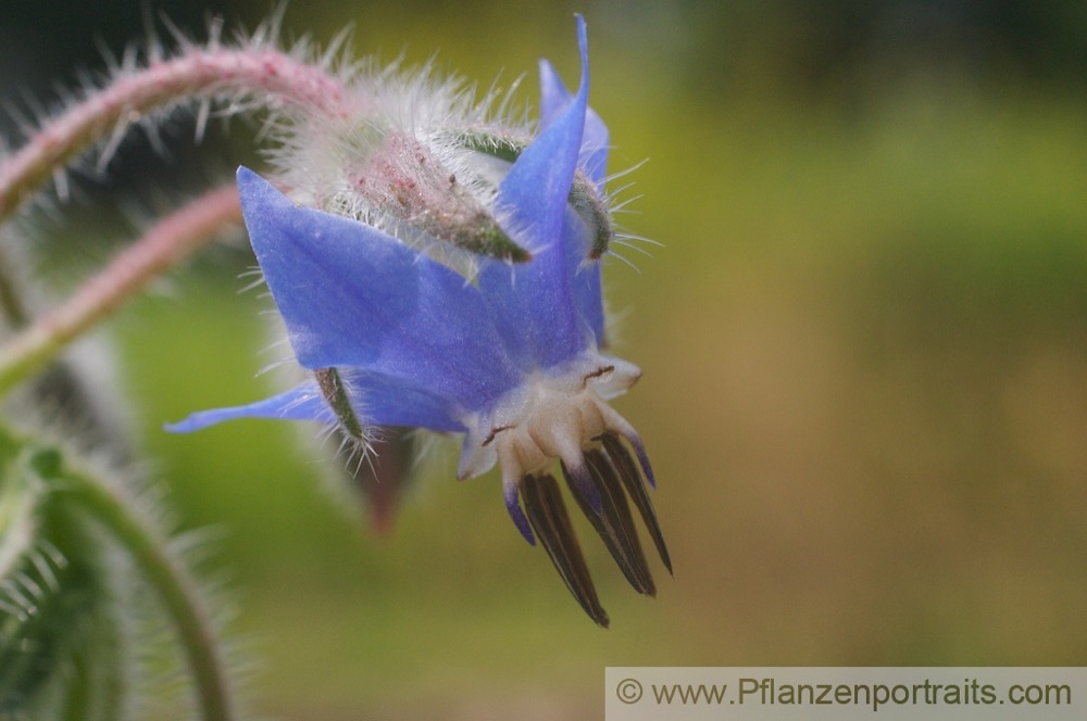 Borago officinalis Boretsch Borage 3.jpg