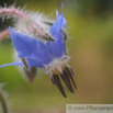 Borago officinalis Boretsch Borage 3.jpg