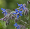 Borago officinalis Boretsch Borage 4.jpg