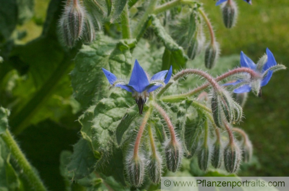 Borago officinalis Boretsch Borage.jpg