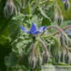 Borago officinalis Boretsch Borage.jpg