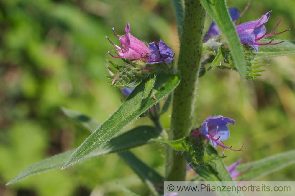 Echium vulgare Gewoehnlicher Natternkopf Vipers Bugloss 2.jpg