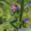 Echium vulgare Gewoehnlicher Natternkopf Vipers Bugloss 2.jpg