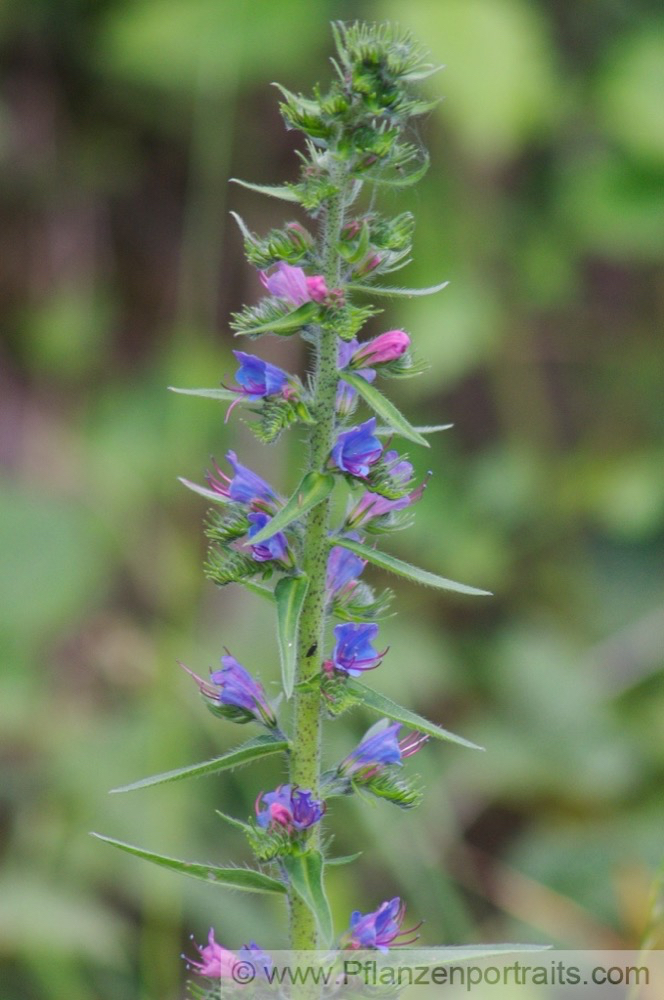 Echium vulgare Gewoehnlicher Natternkopf Vipers Bugloss 3.jpg