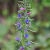 Echium vulgare Gewoehnlicher Natternkopf Vipers Bugloss 3.jpg