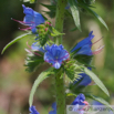 Echium vulgare Gewoehnlicher Natternkopf Vipers Bugloss 4.jpg