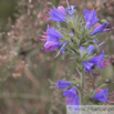 Echium vulgare Gewoehnlicher Natternkopf Vipers Bugloss 6.jpg