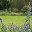 Echium vulgare Gewoehnlicher Natternkopf Vipers Bugloss.jpg