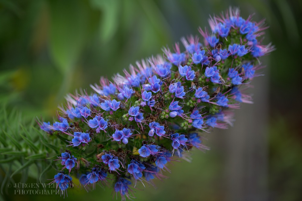 Echium webbii Choincy.jpg