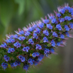 Echium webbii Choincy.jpg