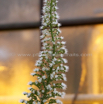 Echium Wildpretii Diamant Natternkopf Tower of Jewels 3.jpg