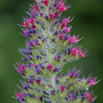 Echium Wildpretii Diamant Natternkopf Tower of Jewels 4.jpg