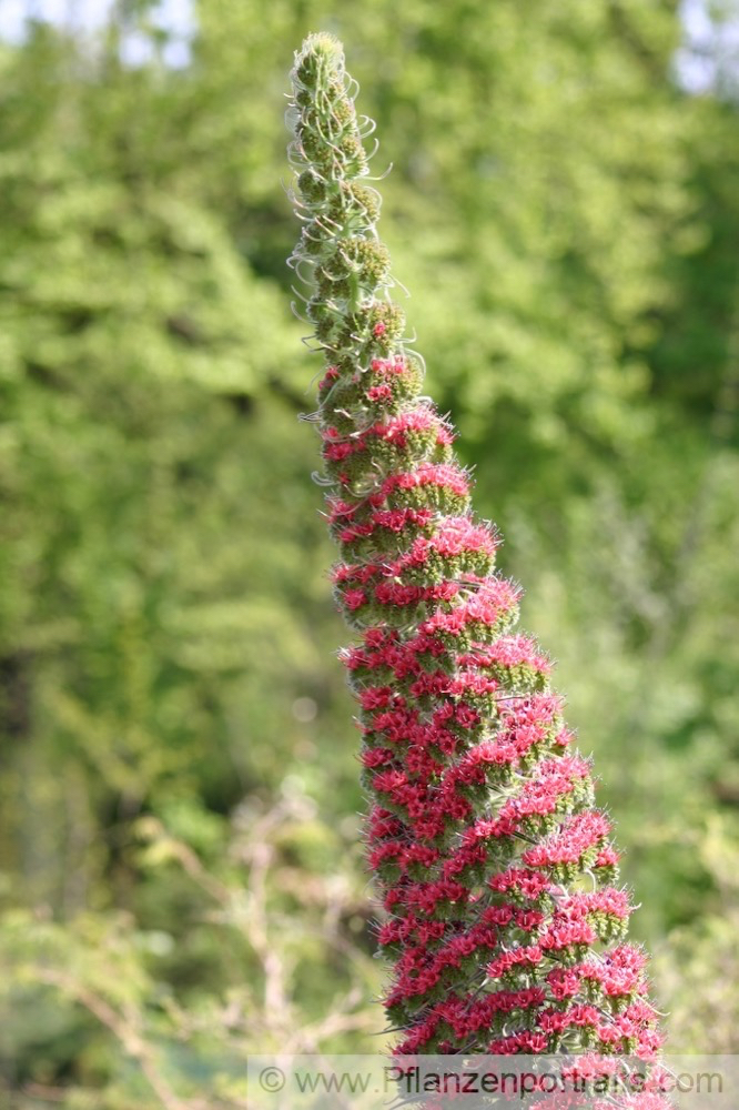 Echium Wildpretii Diamant Natternkopf Tower of Jewels.jpg