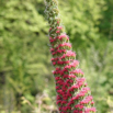 Echium Wildpretii Diamant Natternkopf Tower of Jewels.jpg