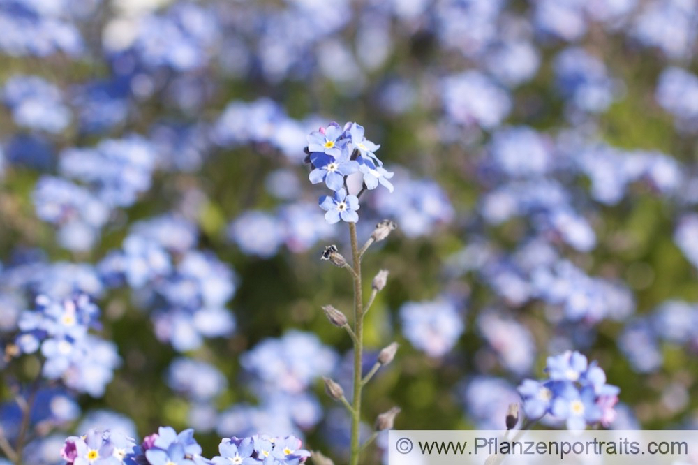 Myosotis sylvatica WaldVergissmeinnicht Wood Forget me not 2.jpg