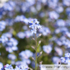 Myosotis sylvatica WaldVergissmeinnicht Wood Forget me not 2.jpg