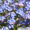 Myosotis sylvatica WaldVergissmeinnicht Wood Forget me not.jpg