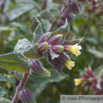 Nonea lutea Gelbes Moenchskraut Monkswort 2.jpg